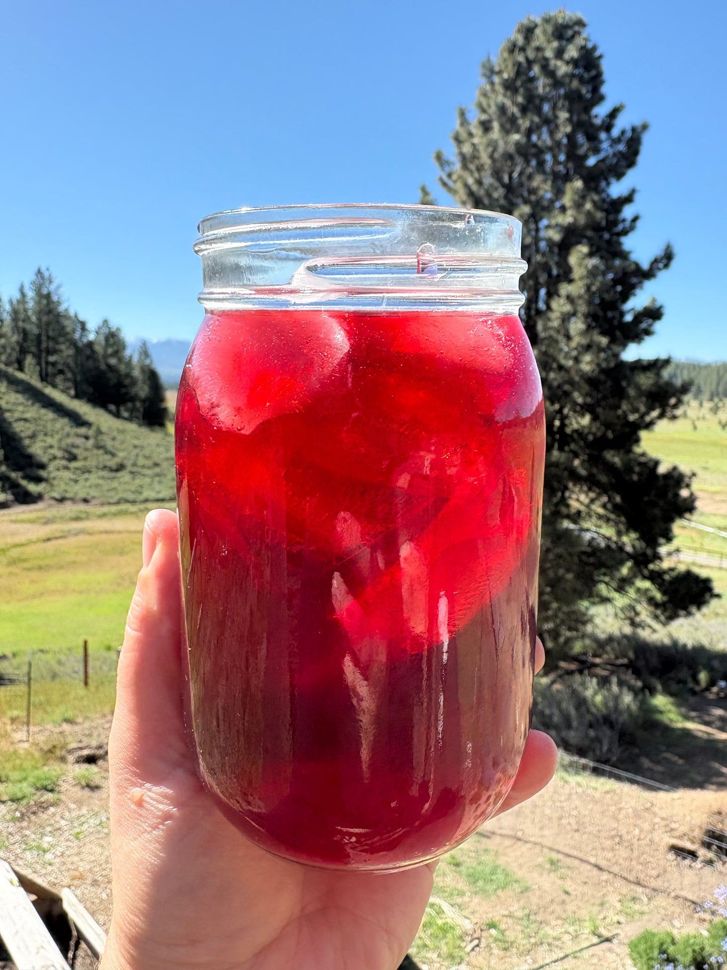 WS Hibiscus Tulsi Cooler