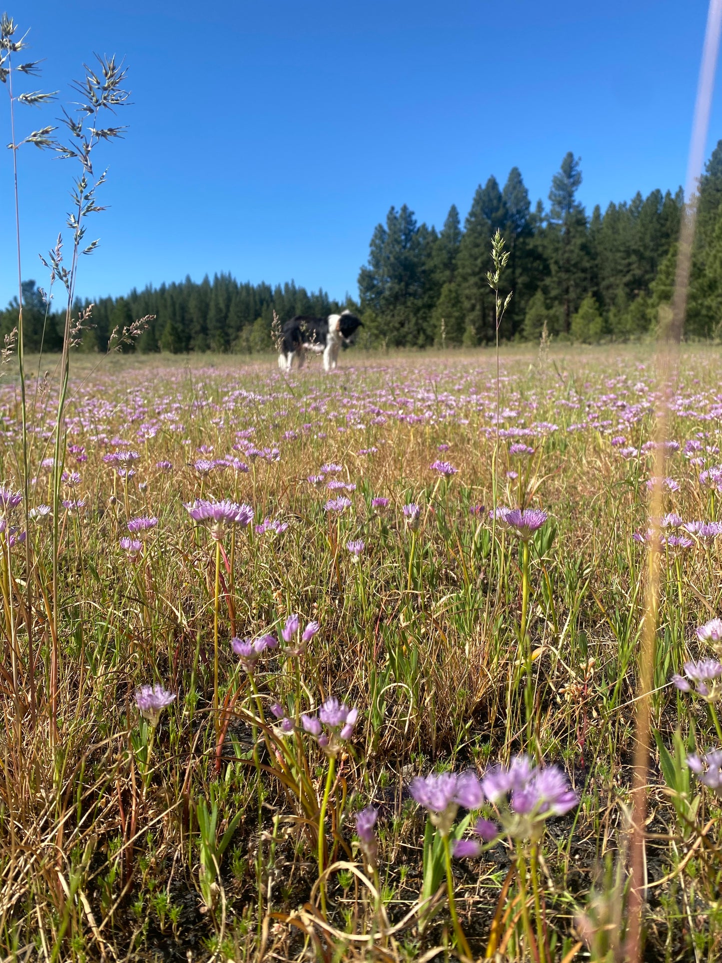 Wild Sierra Onion Salt