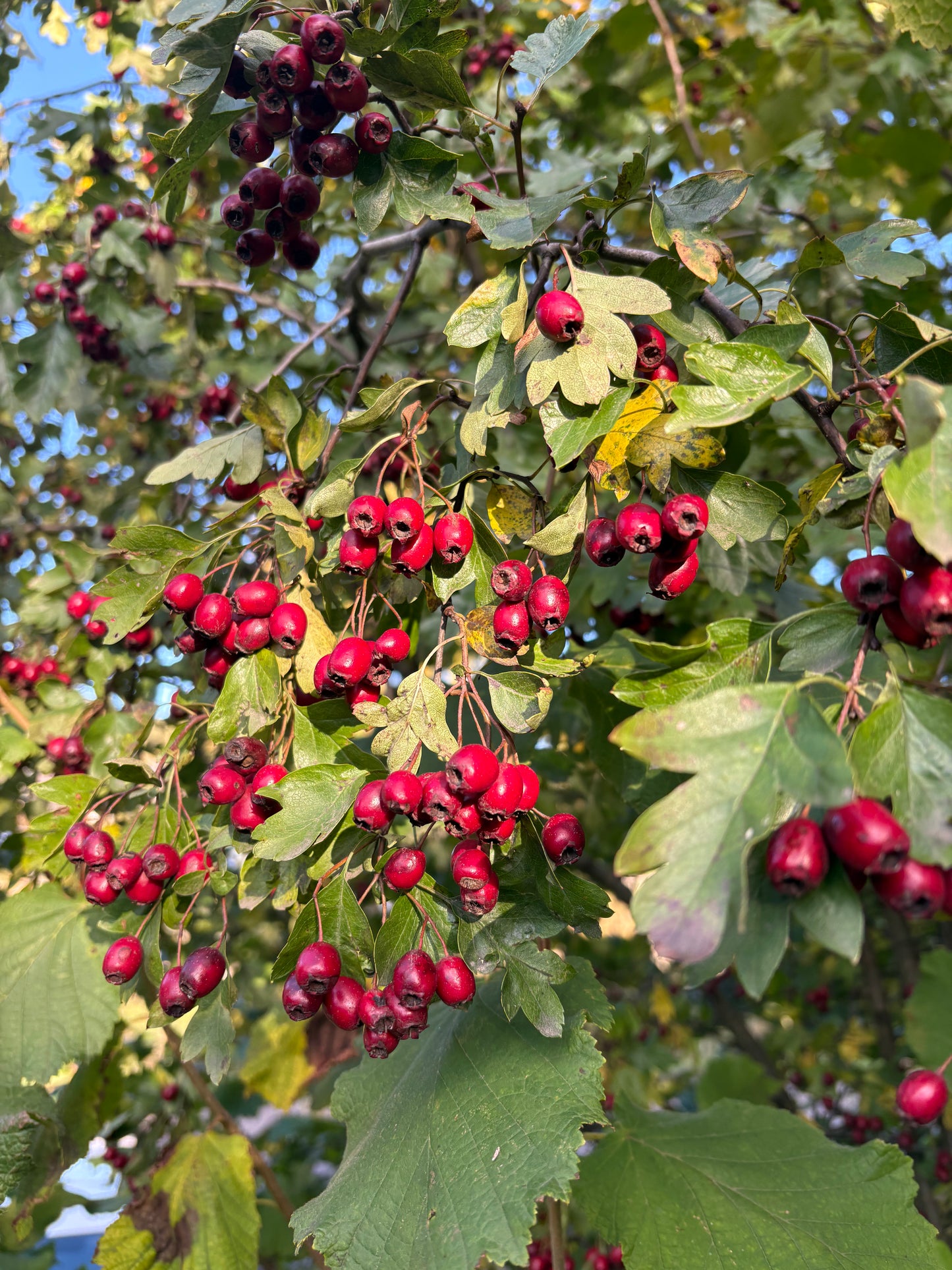 Hawthorn Heart Elixir